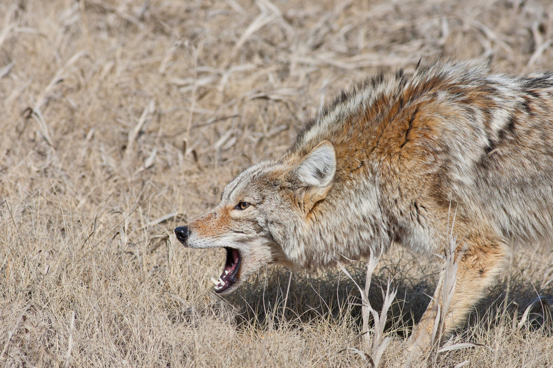 Rabid Coyote