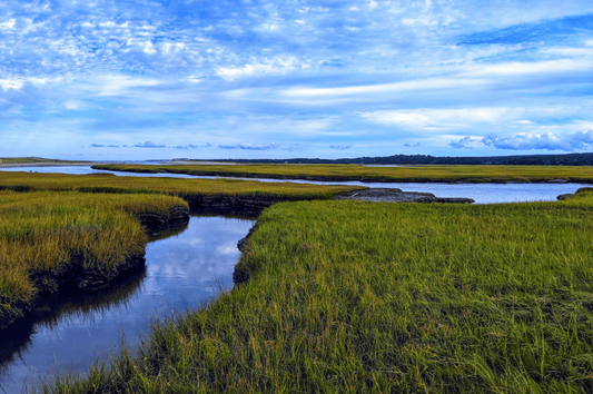 Mass Audubon Landscape